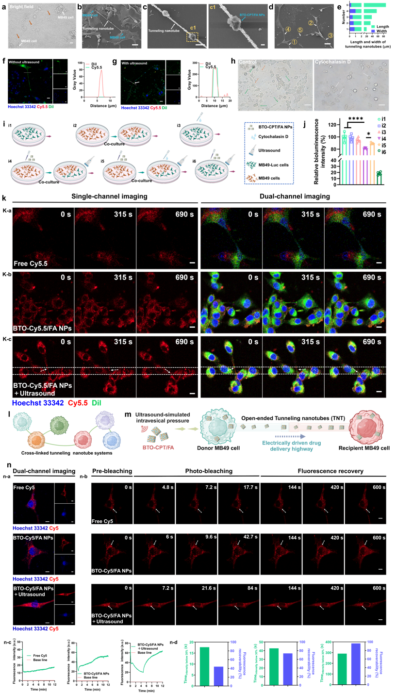 电子科技大学医学院石毅教授团队在Nature Communications上发表医工结合新成果