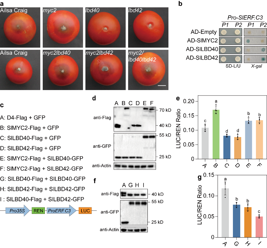 中国农业大学园艺学院郭仰东、张娜团队解析番茄生长和防御动态平衡密码
