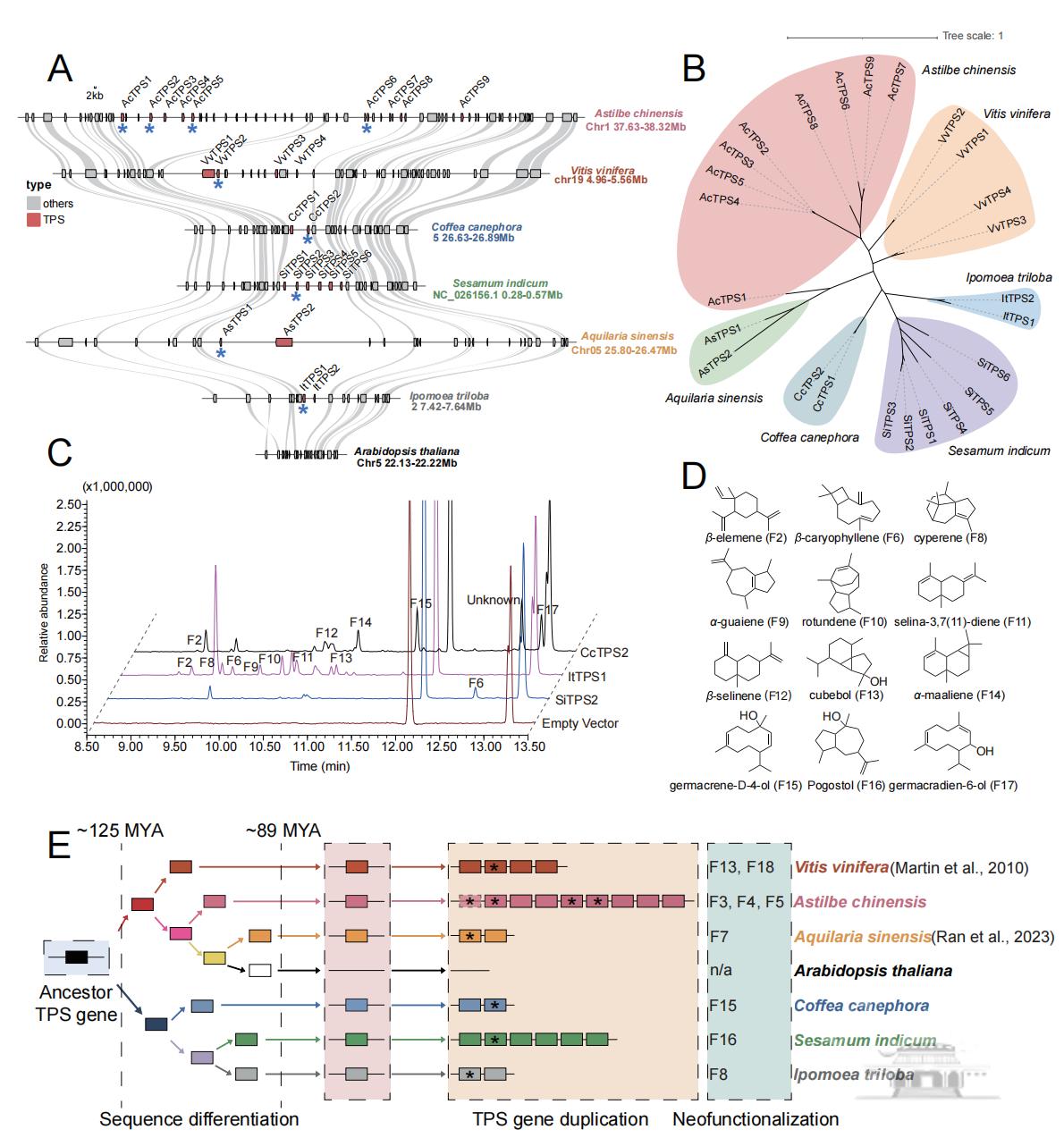 武汉大学鲁丽课题组发布落新妇基因组并揭示新颖萜类合成酶及其进化起源