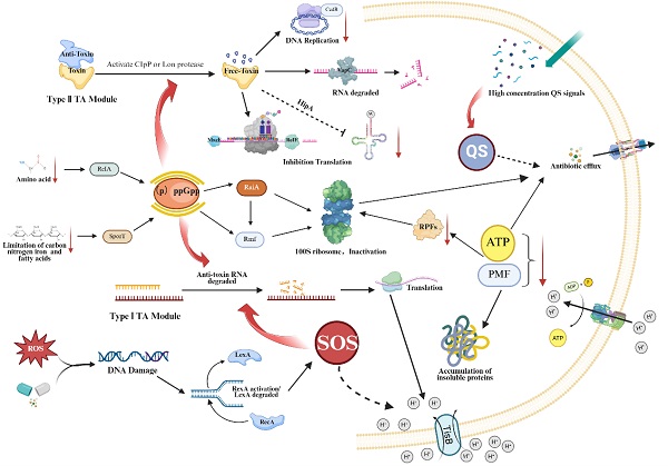 研究概述代谢重编程突破持留菌休眠屏障新策略