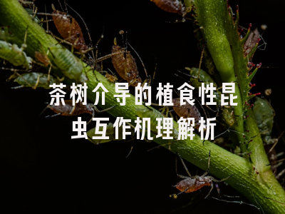 茶树介导的植食性昆虫互作机理解析