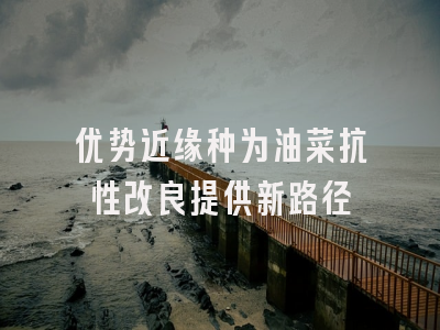 优势近缘种为油菜抗性改良提供新路径