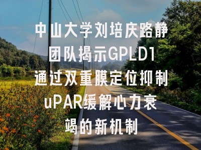 中山大学刘培庆路静团队揭示GPLD1通过双重膜定位抑制uPAR缓解心力衰竭的新机制
