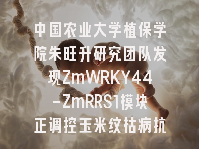 中国农业大学植保学院朱旺升研究团队发现ZmWRKY44-ZmRRS1模块正调控玉米纹枯病抗性