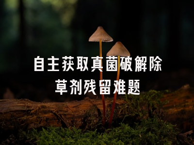 自主获取真菌破解除草剂残留难题