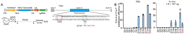 西北农林科技大学(755)羊遗传改良与生物育种团队在小型化CRISPR工具开发方面取得新突破