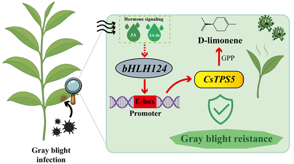 西北农林科技大学（756）园艺学院茶叶创新团队在萜类物质提高茶树抗轮斑病方面取得新进展