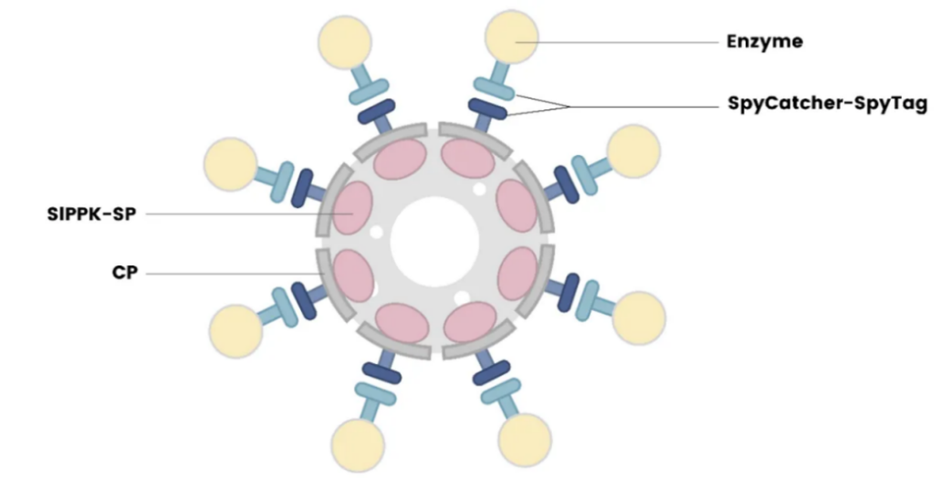 北师大iGEM团队BNU-China斩获四项国际荣誉