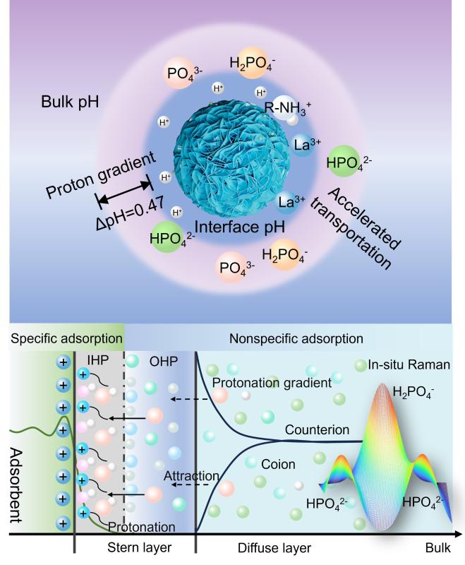 上海交大王欣泽团队WR发文揭示内亥姆霍兹平面质子浓度梯度驱动磷酸盐高效选择性去除