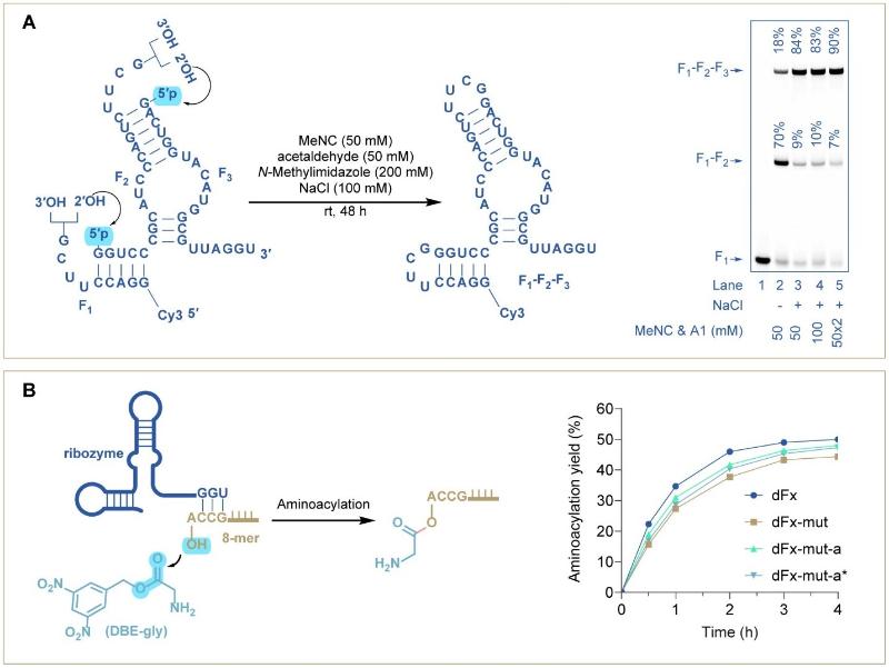 上海交大吴龙飞课题组通过原位磷酸活化与闭环连接实现功能性RNA的高效组装