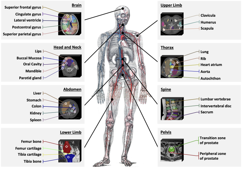 上海交大人工智能学院智慧医疗团队提出文本驱动的3D医学图像分割基础模型