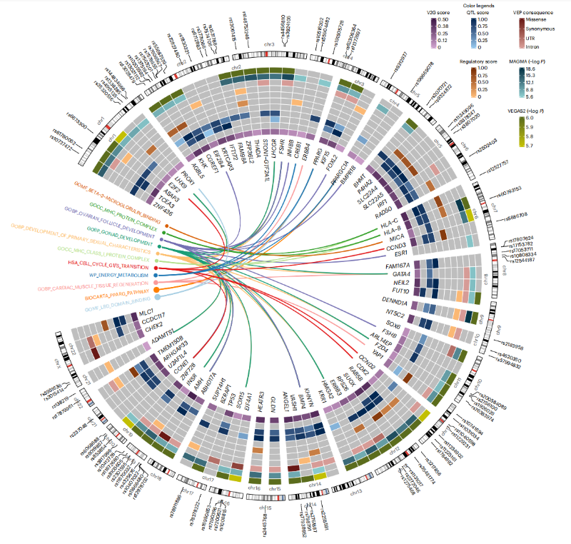 上海交大师咏勇教授团队协同多方合作者共同描绘全球多囊卵巢综合征精细遗传图谱