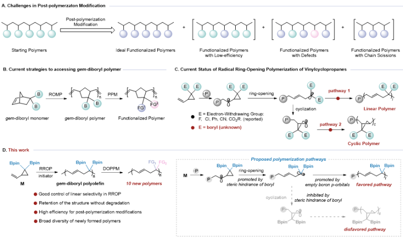 上海交大朱晨团队通过开发偕二硼聚烯烃作为平台聚合物实现多样性导向聚合物后修饰