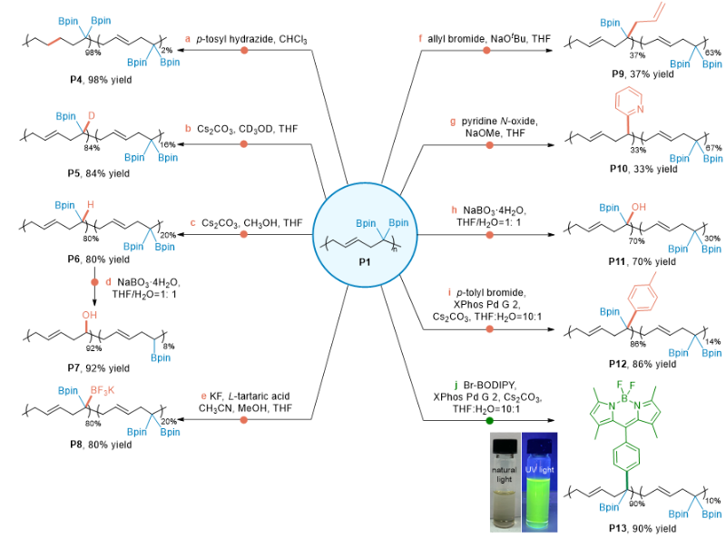 上海交大朱晨团队通过开发偕二硼聚烯烃作为平台聚合物实现多样性导向聚合物后修饰