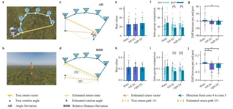 上海交大赵冰蕾/刘满华团队揭示左右内嗅皮质在路径整合的功能分工