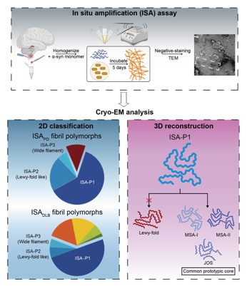 上海交大李丹课题组从帕金森病病理脑组织中发现全新α-syn病理聚集构象