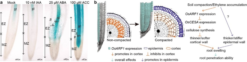 上海交大团队Nature发文揭示水稻根系精细感知和适应硬土环境的新机制