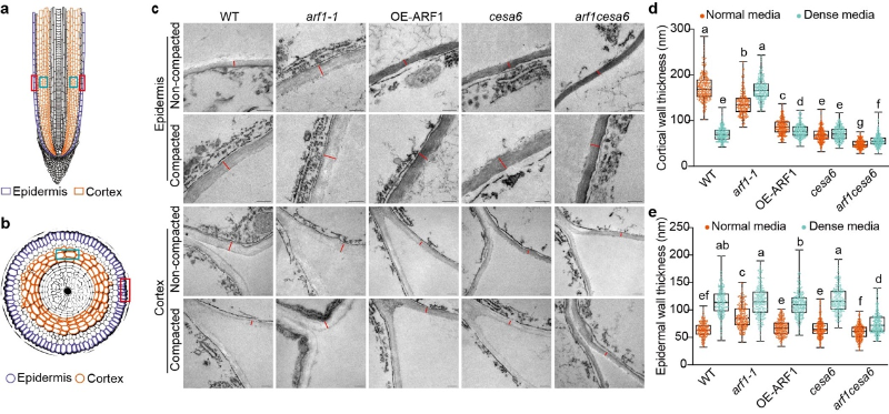 上海交大团队Nature发文揭示水稻根系精细感知和适应硬土环境的新机制