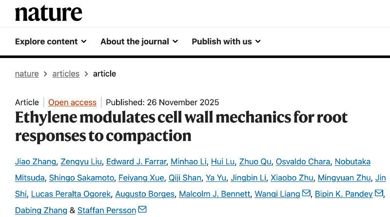 上海交大团队Nature发文揭示水稻根系精细感知和适应硬土环境的新机制