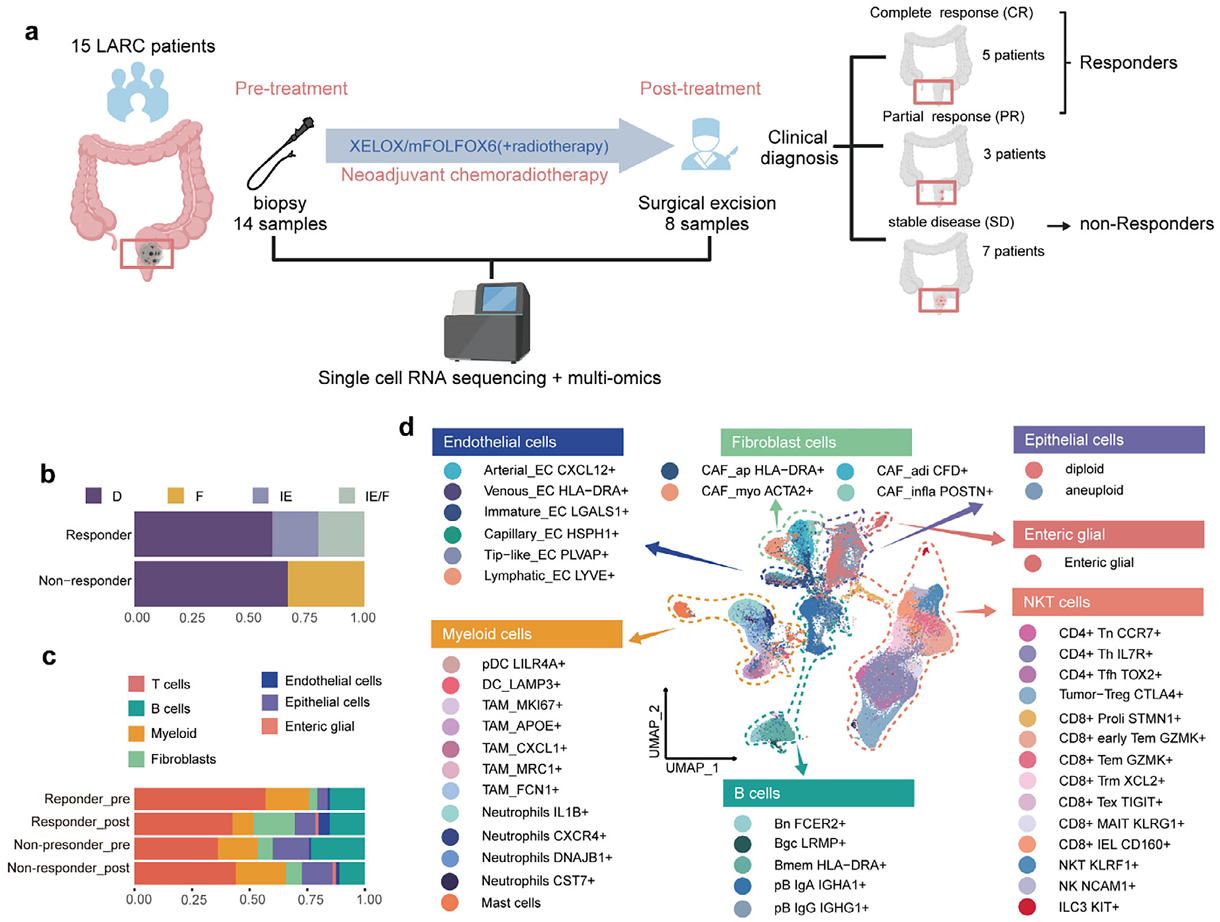 同济大学史偈君/李新星团队揭示直肠癌新辅助放化疗应答的作用机制，成果发表于《前沿科学》