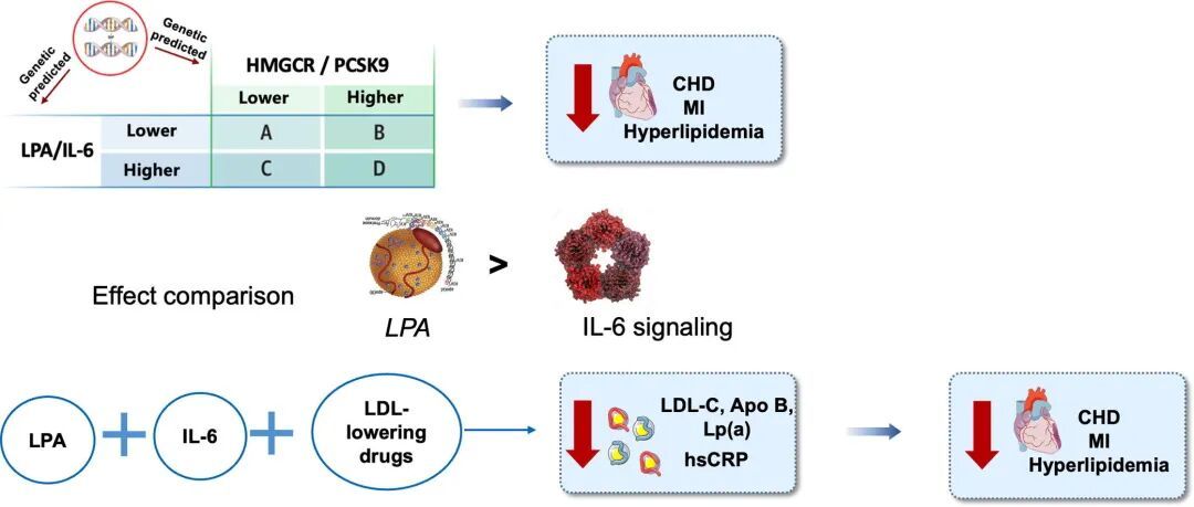 北京大学北京大学第三医院唐熠达、花欣炜/北大公卫学院黄涛团队发文揭示降脂药联合干预可降低冠心病风险