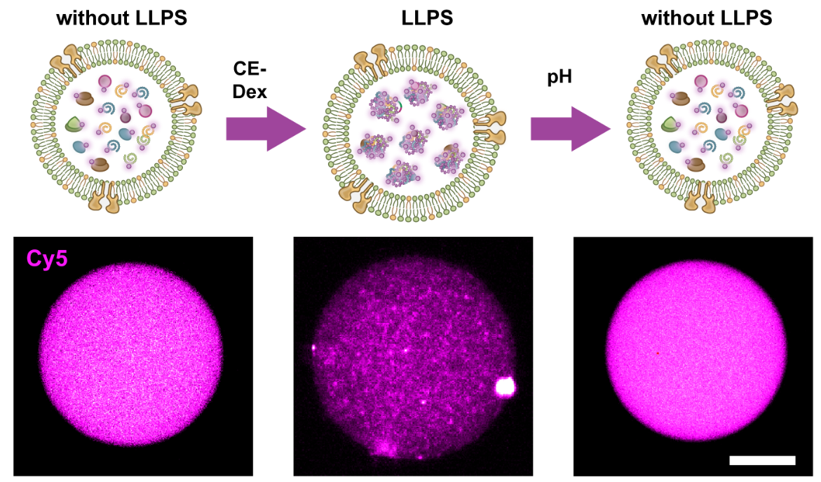 清华大学生医工程学院杜亚楠团队实现基于相分离调控的人工细胞智造和体内应用