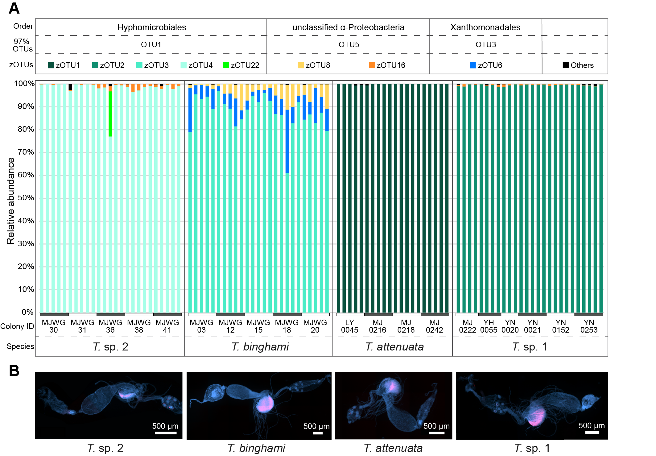 北京师范大学生命科学学院胡仪教授课题组在PNAS发文揭示群体营养共生方案:蚂蚁体内特化的细菌袋如何养活“吃素”的蚁群