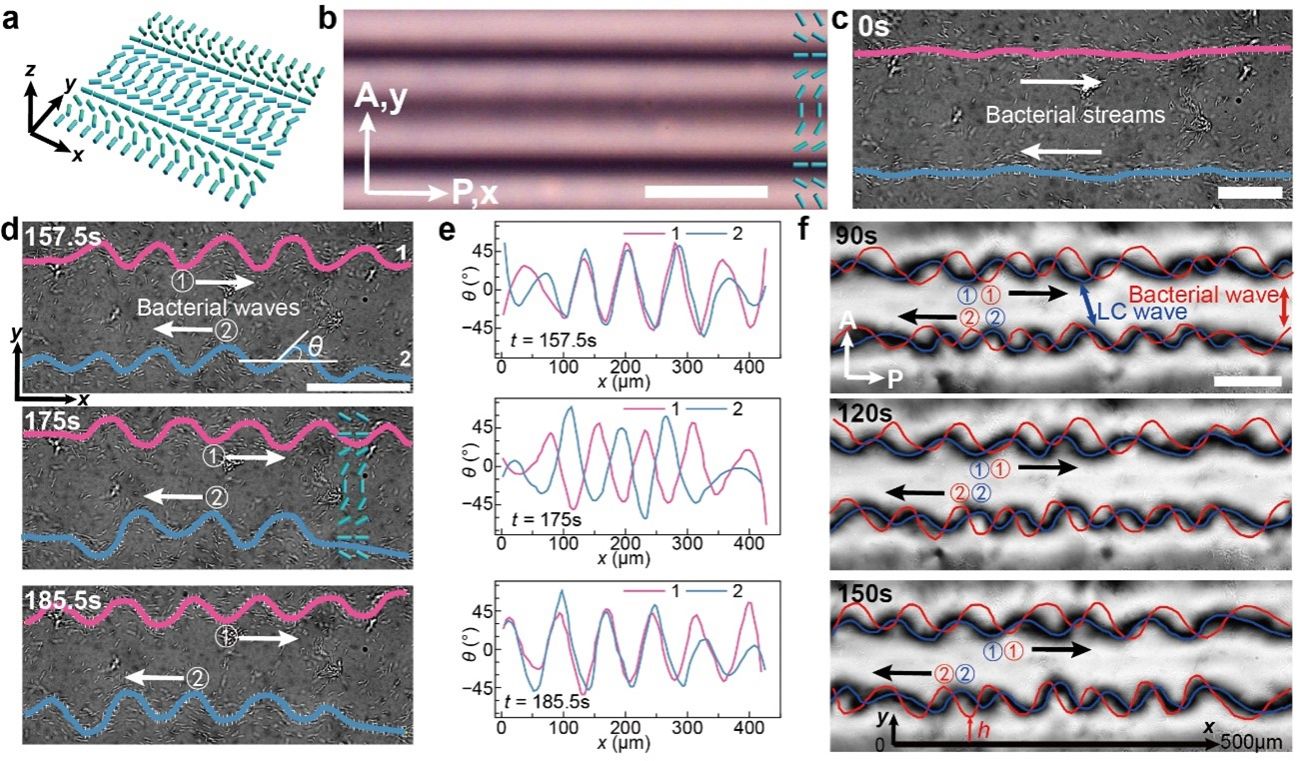 中国科大发现活性液晶可编程双行波新机制
