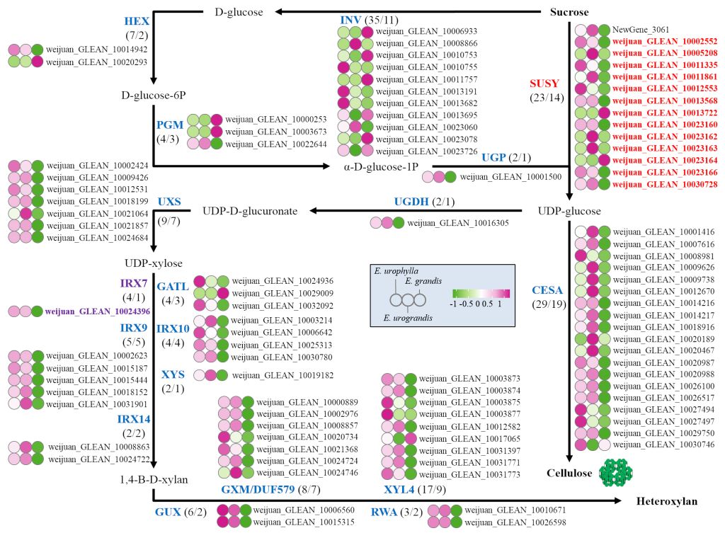 速生树木所在尾巨桉杂种优势形成的基因组研究中取得新进展