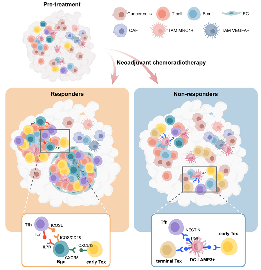 同济大学史偈君/李新星团队揭示直肠癌新辅助放化疗应答的作用机制，成果发表于《前沿科学》