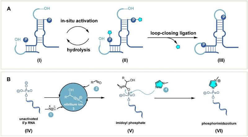 上海交大吴龙飞课题组通过原位磷酸活化与闭环连接实现功能性RNA的高效组装