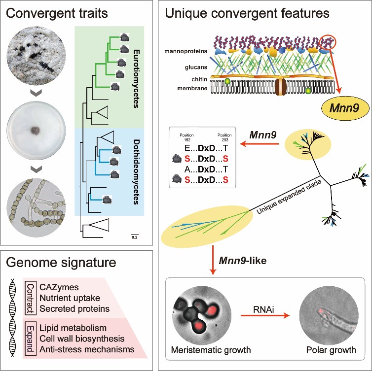 研究揭示石生真菌适应性趋同演化分子遗传机制