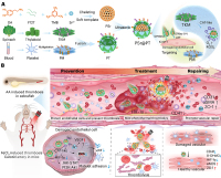 中国海洋大学在智能仿生纳米药物治疗心脑血管疾病方面取得新进展