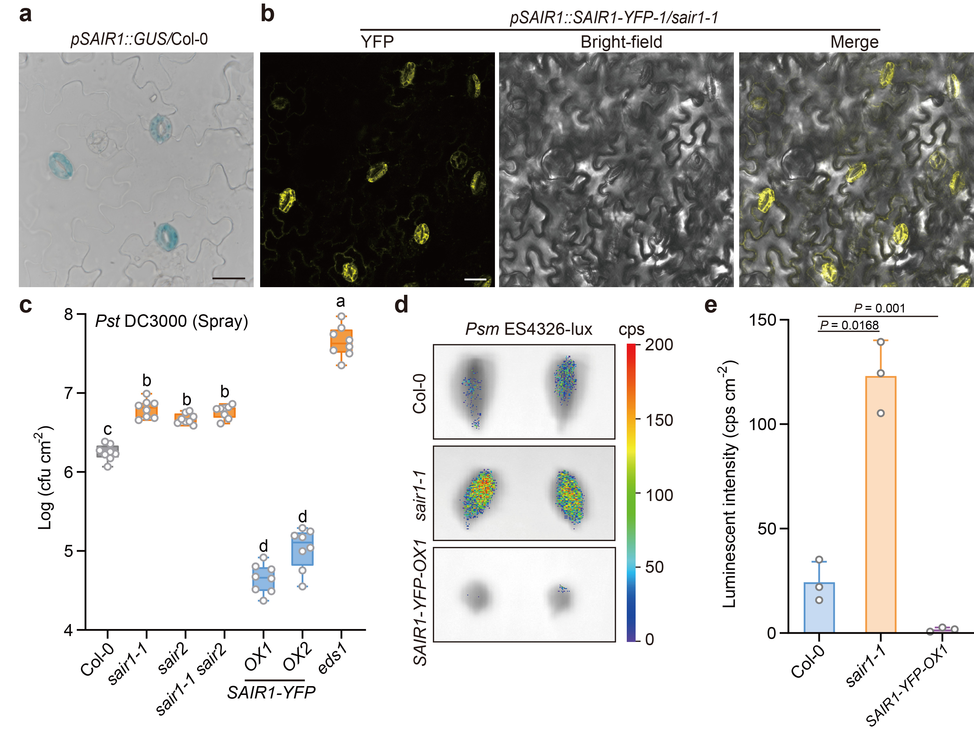 清华大学​生命学院齐天从课题组合作揭示凝聚体调控气孔免疫的分子机制