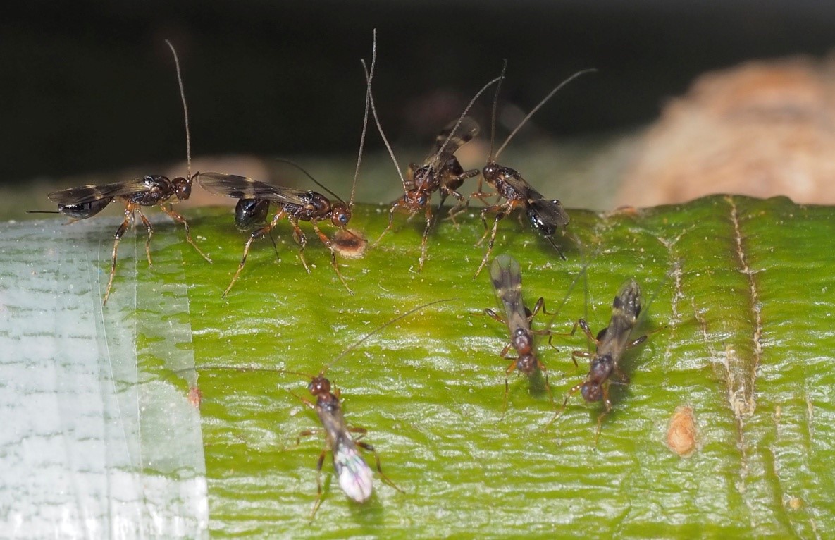 森环森保所在“三北”防护林重大害虫光肩 星天牛新天敌产品研发上取得突破