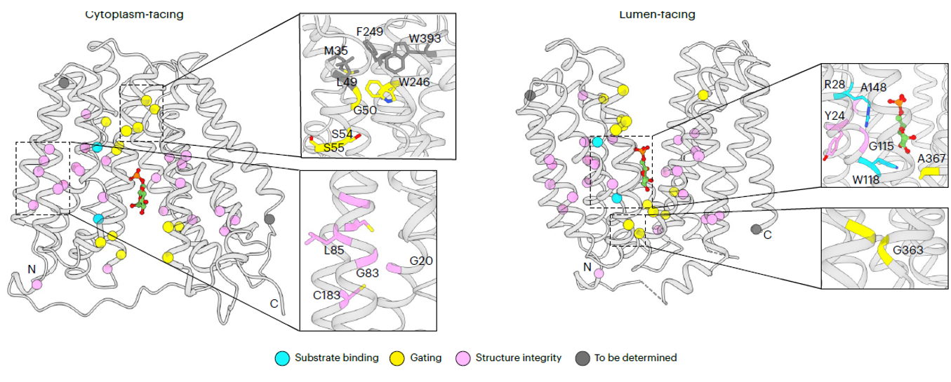 北京大学生命科学学院张哲课题组与合作者破解葡萄糖-6-磷酸转运蛋白SLC37A4的底物转运与抑制机制