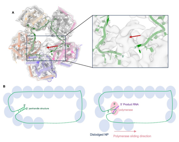 SFTSV核糖核蛋白复合物形成机制研究取得进展