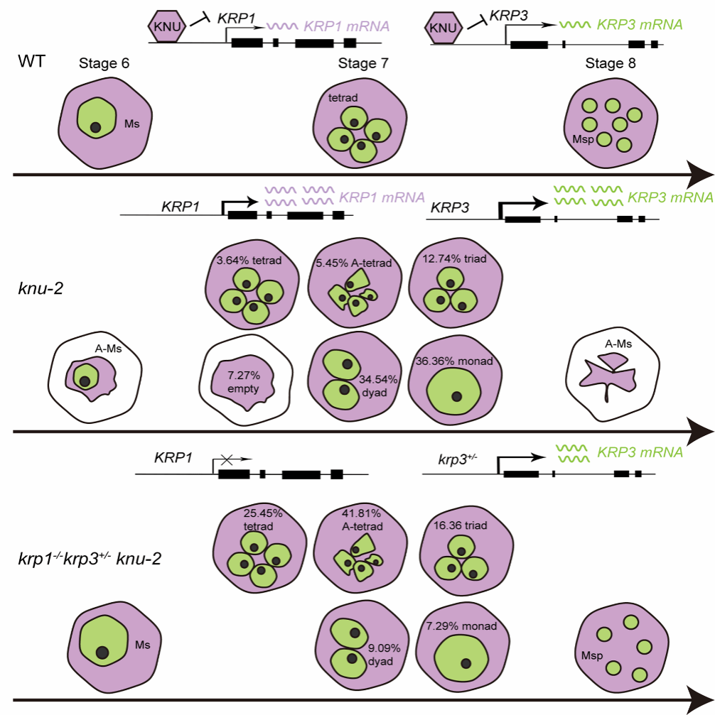南京大学生命科学学院孙博课题组揭示植物花粉发育调控的新机制