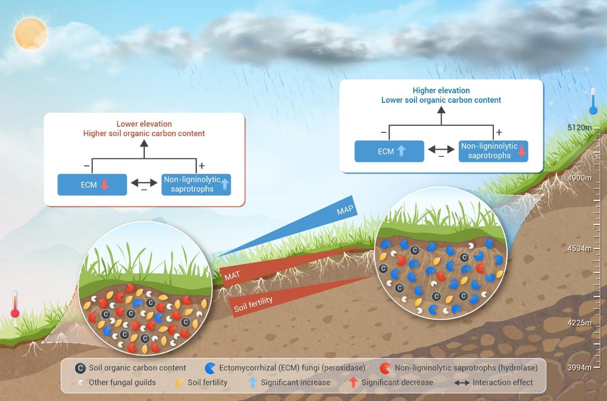 西安交大科研人员在高寒生态系统碳动态研究中取得重要进展