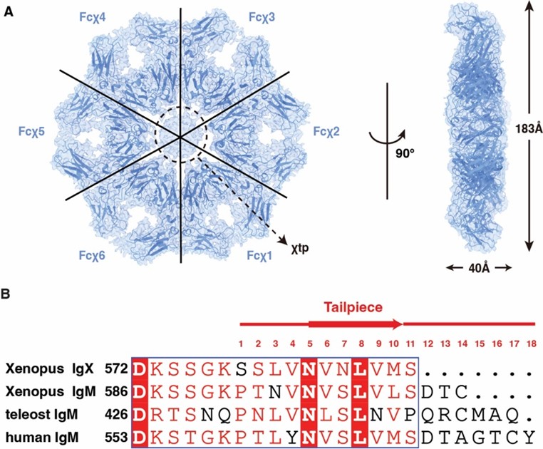 北京大学生命科学学院肖俊宇和高宁研究组联合发表多聚抗体设计策略