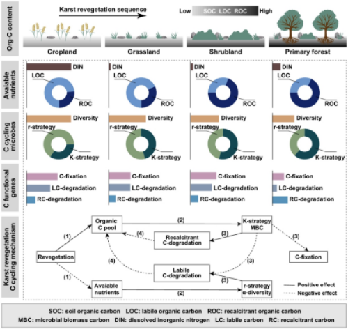 微生物生活史策略的权衡驱动喀斯特植被恢复中的土壤碳循环过程