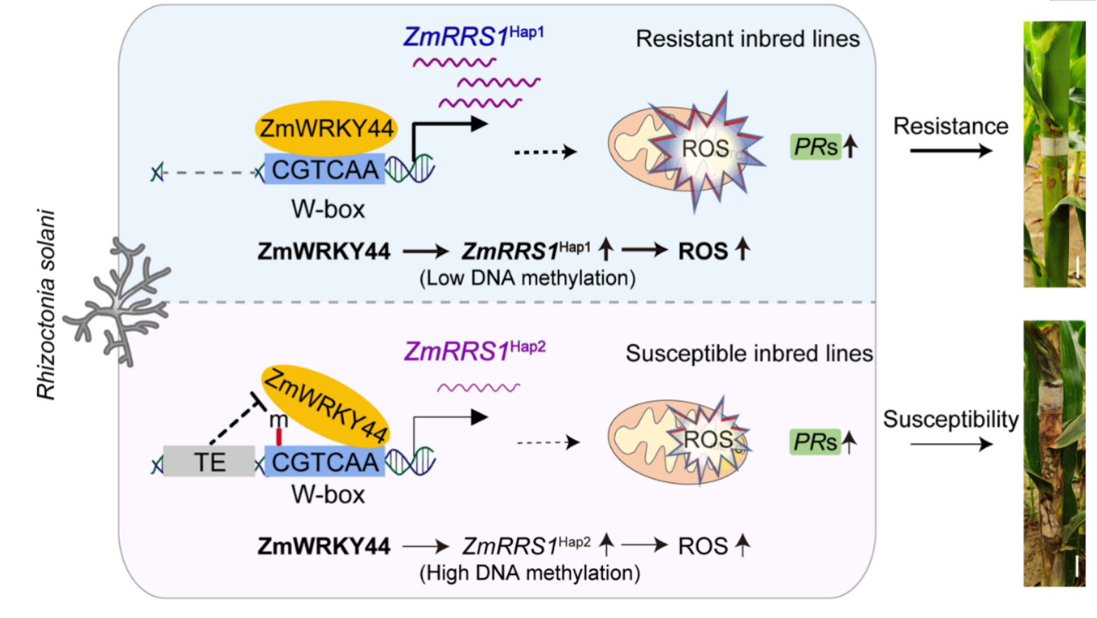 中国农业大学植保学院朱旺升研究团队发现ZmWRKY44-ZmRRS1模块正调控玉米纹枯病抗性
