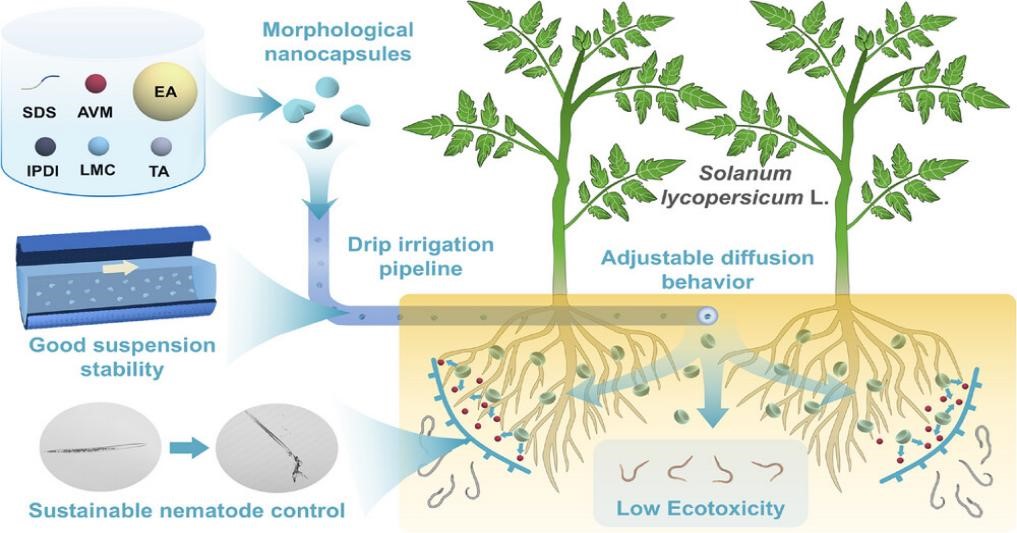 中国农业大学理学院化学系杜凤沛教授团队在纳米农药土壤扩散行为调控方面取得新进展