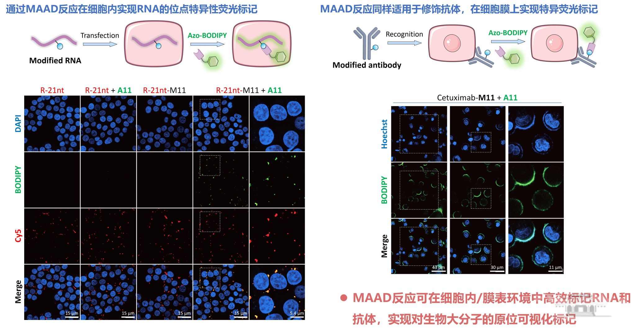 武汉大学田沺/周翔团队联合刘文博课题组开发生物正交新反应