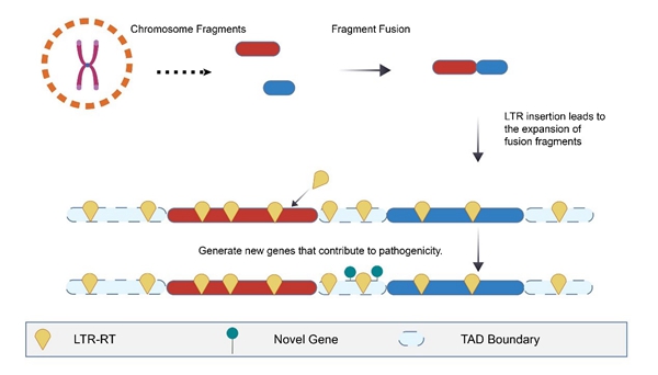 西北农林科技大学（757）植保学院果树病害致灾机理及综合防控团队在真菌染色体水平进化机制研究中取得新进展