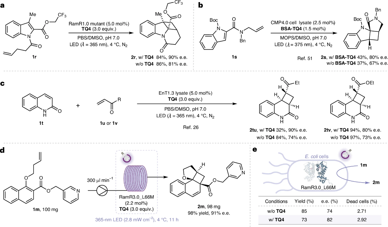 华中科技大学化学与化工学院钟芳锐吴钰周团队取得人工光酶“区室化”催化新进展