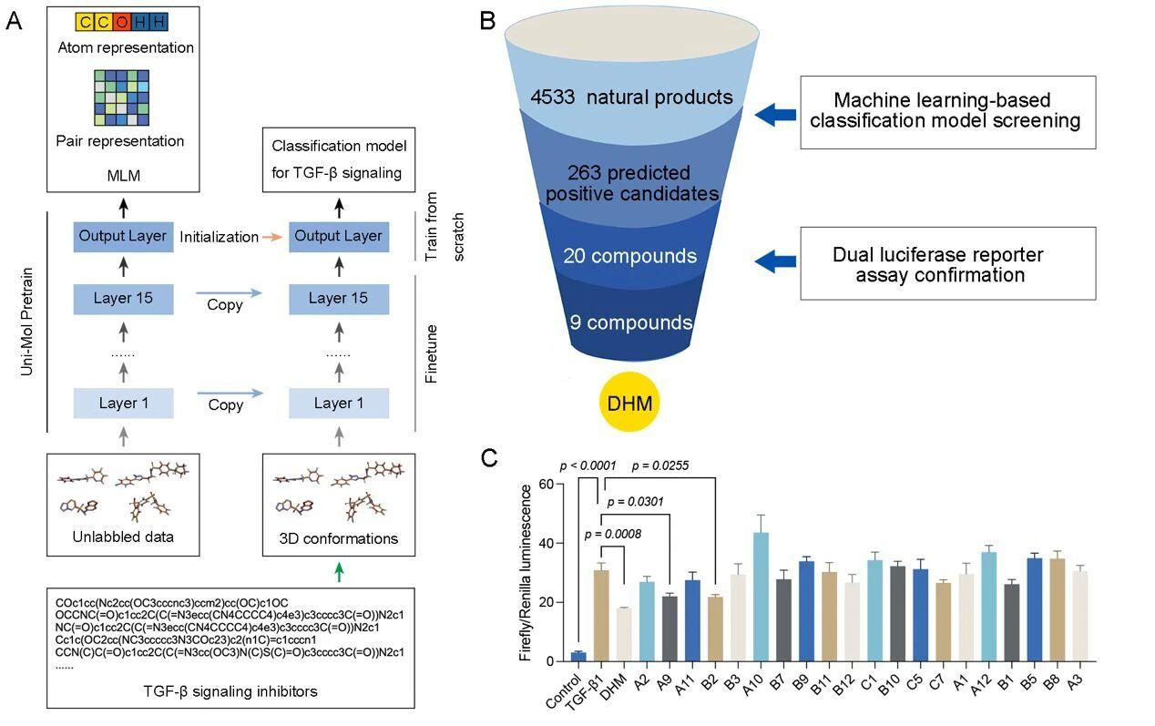 中央民族大学《Engineering》| 机器学习：王昊团队联合游雪甫、杨信怡团队构建AI模型解析二氢杨梅素抗肺纤维化机制