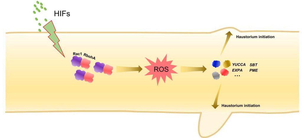 热林所在珍贵树种檀香寄生吸器发育方面取得阶段性进展