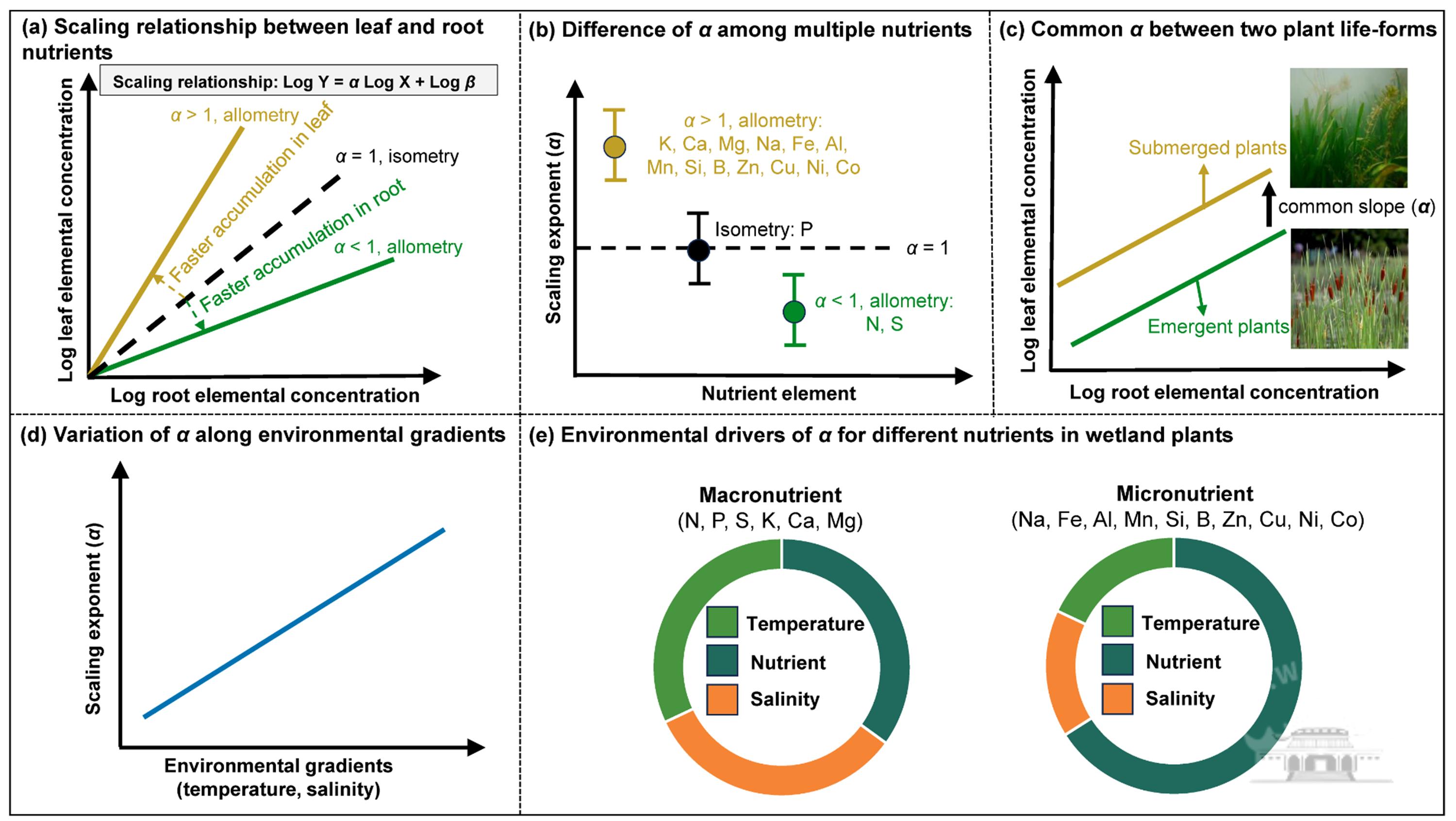 武汉大学梁子湖国家站在湿地水生植物生态研究取得新进展