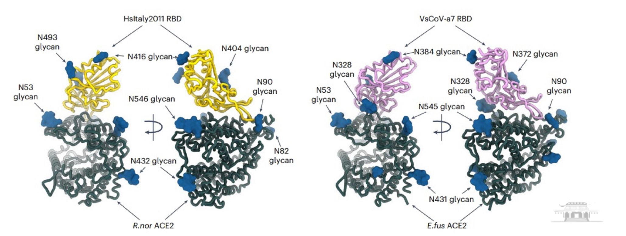武汉大学严欢课题组揭示HKU25相关MERS簇冠状病毒的受体使用